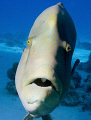 Resident Napoleon, Abu Ramada North, Hurghada. 